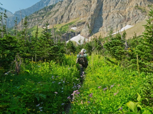 Steve pushes through the flowers and other plants that are crowding the trail glacier national park