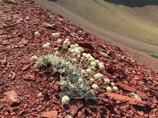 Some white wildflowers growing on the red shale slope glacier national park wildflowers