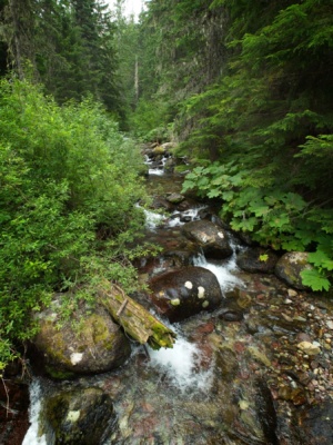 Still lower, the foliage grows more lush glacier national park