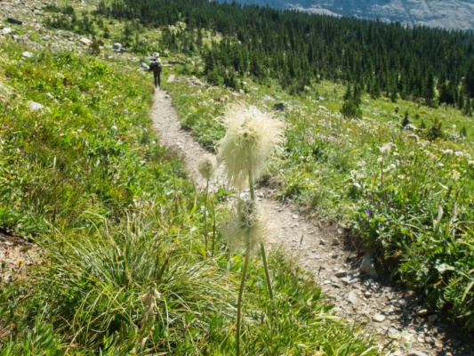These fuzzy flowers remind me of something out of a Dr. Seuss book glacier national park wildflower