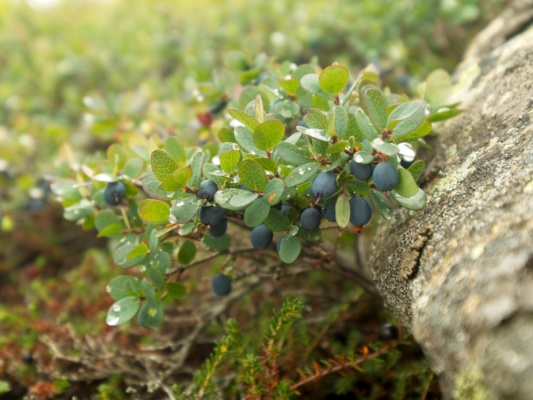 We feast on wild blueberries as we stroll along the Bondcliff Trail blueberries