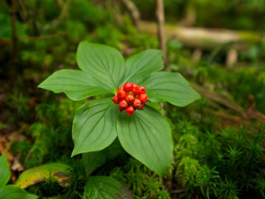 We walk by a lot of these pretty berries canadian bunchberry