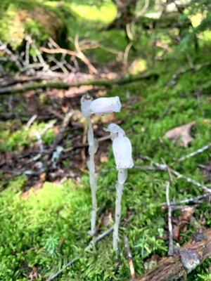 I called these "undead flowers" on the trail; "ghost pipes" is their actual name pemi loop