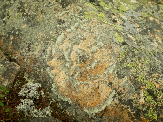 This flower-shaped lichen catches my eye lichen