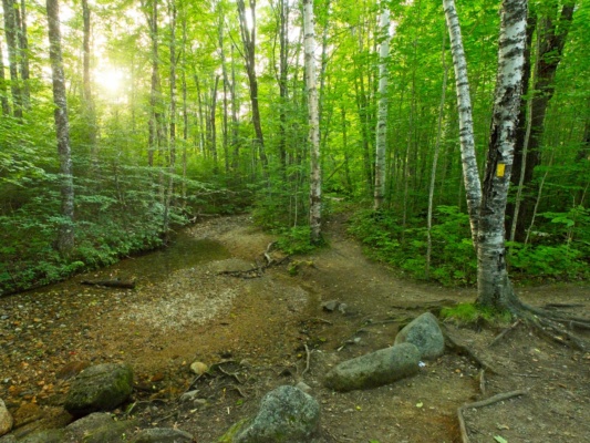 Our path soon diverges from the wide causeway and turns into the woods on the Osseo Trail