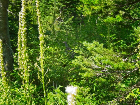 A shy ptarmigan keeps an eye on us from the side of the trail glacier national park ptarmigan