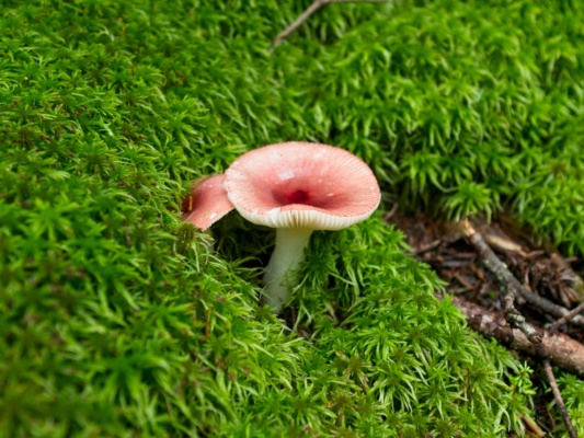 A colorful mushroom collects water like a tiny birdbath russula obscura