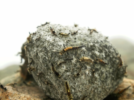 An entire cairn is covered in white marked tussock moth caterpillars. They're cool looking, but also a little creepy caterpillars