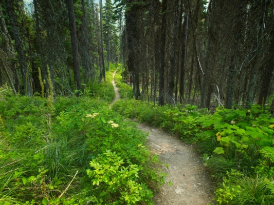 The trail is less steep south of the Going to the Sun Road, but continues to descend glacier national park trail