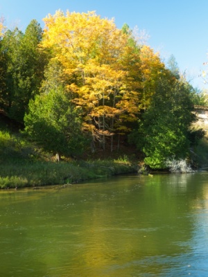 A stand of golden trees on the opposite side of the river glow in the sunlight manistee river trail