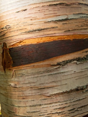 The different bark layers vary from silver on the outer-most layer to dark red birch bark