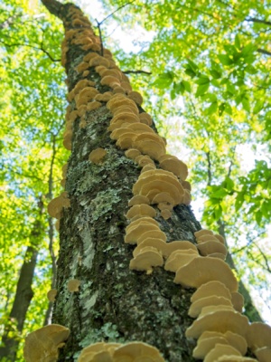 This tree is absolutely covered in little fungus fins forest
