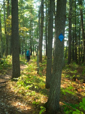 One of the blue diamond blazes that mark the Manistee River Trail manistee river trail