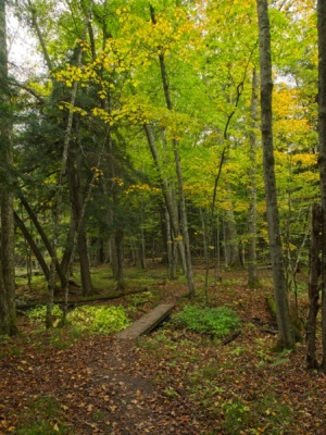 Manistee River Trail Backpacking Loop - Backcountry Sights