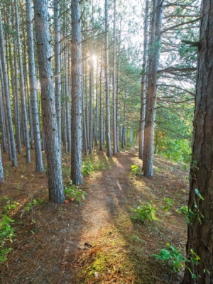 The Manistee River Trail threads through these tall pines beside the river manistee river trail