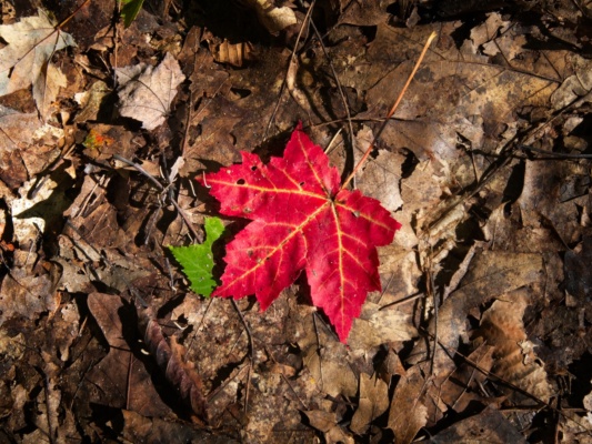 One of many colorful leaves along the trail autumn