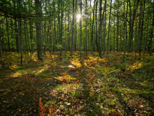 The sunlight streaming through the trees this morning promises dryer weather for the day! manistee river trail