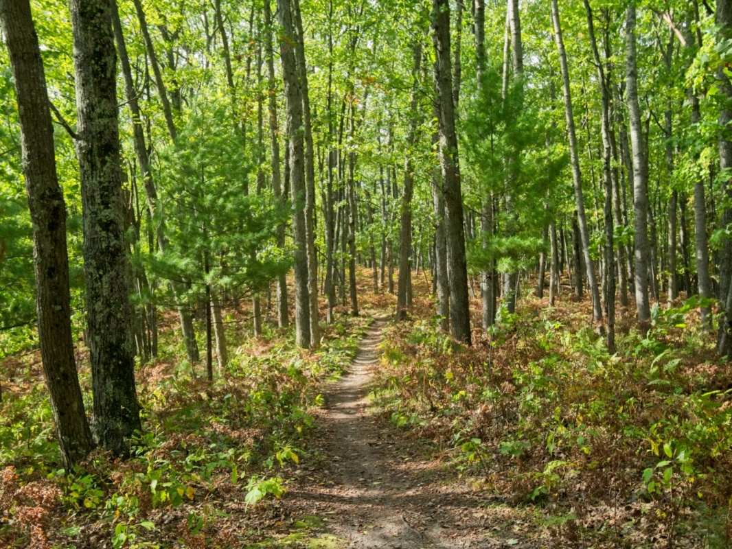 Manistee River Trail Backpacking Loop - Backcountry Sights