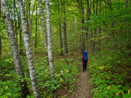 A few silver birch trees provide a nice contrast to the forest of dark-barked trees north country trail