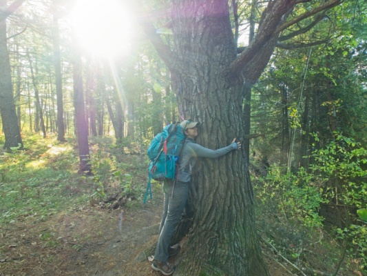 Emily gets up close and personal with a massive tree we encounter beside the trail manistee river trail