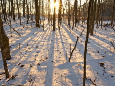 It's easy to see through the woods in the wintertime; the snow also reveals the prints of the many creatures that live around here!