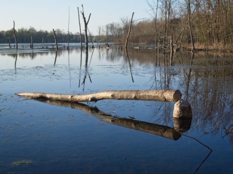 If sit and watch, you can often see beavers swimming around the marsh; I've never caught one gnawing on a tree though