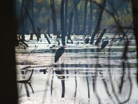 You can always find one or two herons out fishing in the marsh
