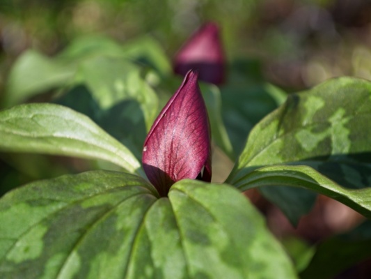 Aren't those colors magnificent?