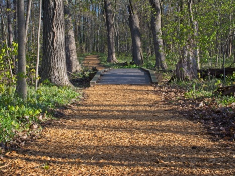 I'm grateful for the volunteers that mulch these trails and keep them in excellent condition!
