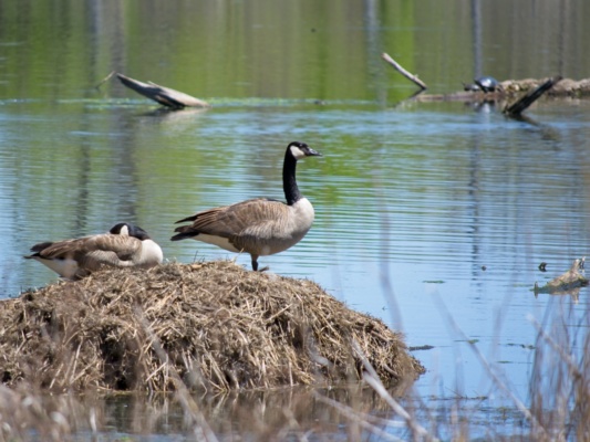A goose guards its nest; also, turtles sun-bathing in the background!