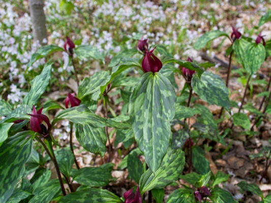 The dark colors of these trilliums contrast with the lighter hues of most of the other wildflowers at Celery Bog