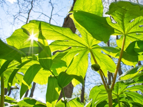 Don't let the name fool you - these tiny apples are poisonous!