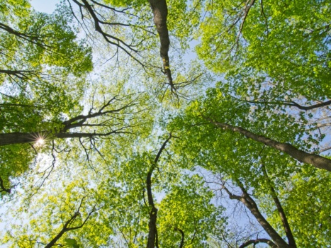 Summer brings dense canopy of leaves to the woods - it can actually be quite dark in there, even at midday!
