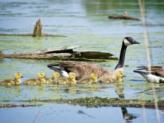 A family of geese glides through the water