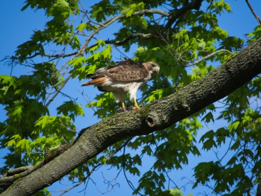 A fierce hawk looks down from its perch in the tree - it caught some sort of rodent, seen in its left talon