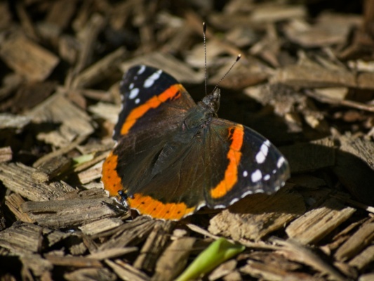 A beautiful moth resting on the mulch trail