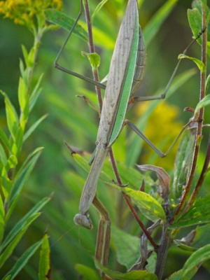 These have got to be one of the coolest bugs on the planet
