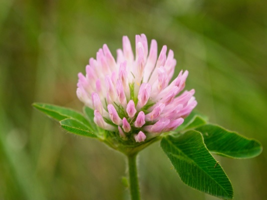 This plant is not actually native to North America, but it sure is beautiful!
