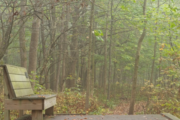 There are benches scattered throughout the woods, offering nice places to sit and read a book or watch the birds