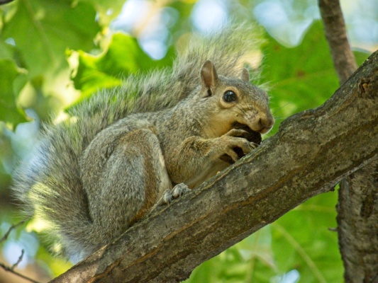 A squirrel nibbles on a nut