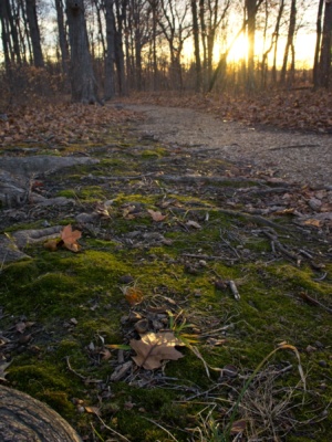 As fall transitions into winter, the light is once again able to reach the forest floor