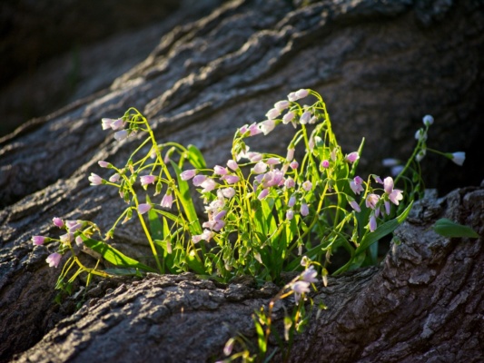 This patch of claytonia virginica nestled into the roots of a tree caught my eye one evening