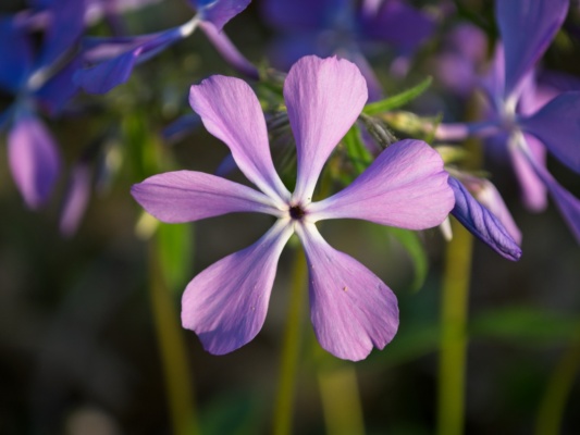 These pretty little flowers bloom a little later in the spring, after most of the spring beauties have run their course