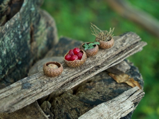 I stumbled upon this tiny feast one day while walking through the woods