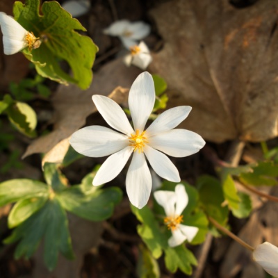 Another spectacular bloodroot blossom