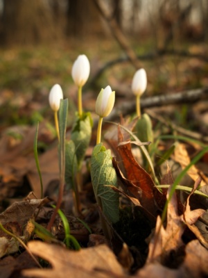 A few bloodroot flowers emerge from the fallen leaves