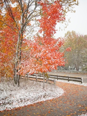 Ah, the maples... these young trees at the edge of Celery Bog are always spectacular in the fall!