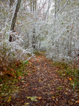 When the conditions are right, the snow sticks to every branch, creating this incredible frosted forest