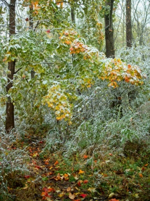 An early snowstorm mixing with the beautiful fall colors