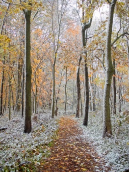 An early snowstorm coats the colorful trees in a sheet of white